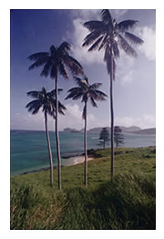 The Lovers Bay section of the Lord Howe Island lagoon. Kentia palms in front, a pair of imported Norfolk Island pines in back, and a mountain formation called the 'Whale's Tail' in distance.