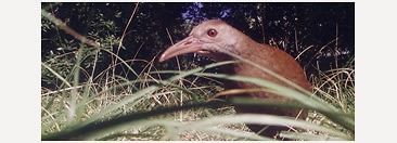Lord Howe Woodhen, one of the world's rarest birds. At one time, their numbers were down to only 3 breeding pairs. After a successful restoration program, they now have a population of about 300.